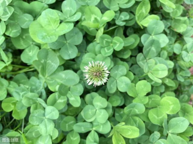 白三葉草優點有哪些,觀賞性怎么樣 白三葉草優點有哪些,觀賞性怎么樣