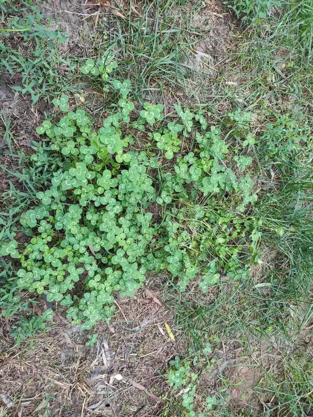 怎么樣防除草坪中白花三葉草,有什么好的方法 怎么樣防除草坪中白花三葉草,有什么好的方法