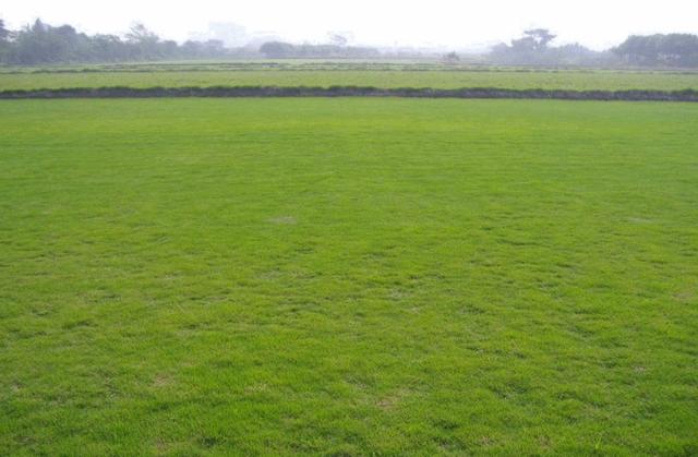 結(jié)縷草草坪草的經(jīng)濟(jì)價(jià)值及其種植管理技術(shù) 結(jié)縷草草坪草的經(jīng)濟(jì)價(jià)值及其種植管理技術(shù)