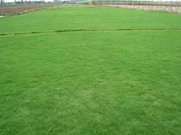 不同氣候地區怎么選擇綠化草種?有什么好的方法? 不同氣候地區怎么選擇綠化草種?有什么好的方法?