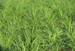 野牛草種植這幾個步驟一定要掌握好,種植就比較簡單 野牛草種植這幾個步驟一定要掌握好,種植就比較簡單