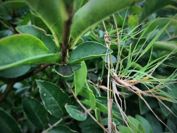 生命力頑強的草，它的名字盡然叫“狗牙根”