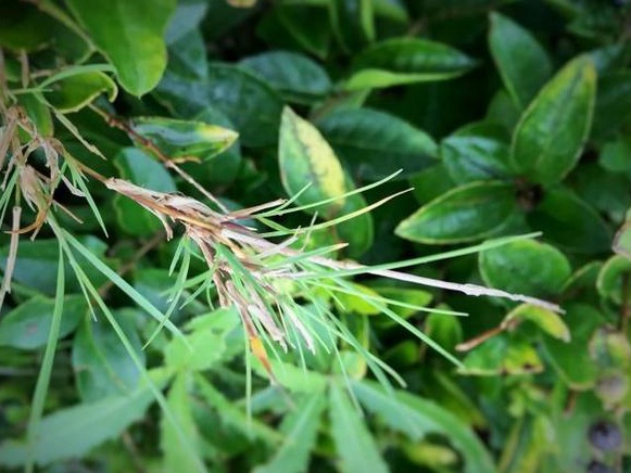 生命力頑強的草，它的名字盡然叫“狗牙根”