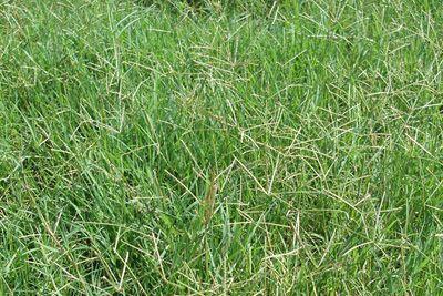 路邊最常見的雜草叫什么?狗牙根要這樣防治 路邊最常見的雜草叫什么?狗牙根要這樣防治