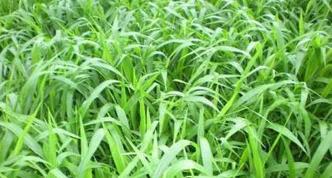 南方適合種植的牧草寬葉雀稗種子,喂牛適合的牧草種子 南方適合種植的牧草寬葉雀稗種子,喂牛適合的牧草種子