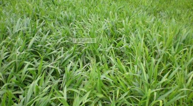 南方適合種植的牧草寬葉雀稗種子,喂牛適合的牧草種子 南方適合種植的牧草寬葉雀稗種子,喂牛適合的牧草種子