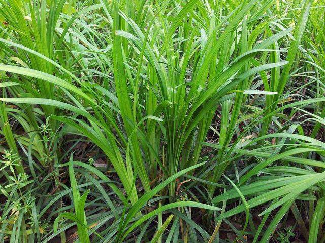 優質牧草——披堿草,具有不同的經濟價值 優質牧草——披堿草,具有不同的經濟價值