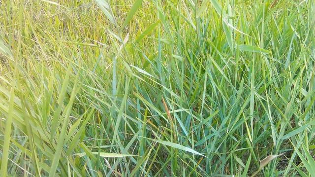 披堿草不僅可以做為一種牧草,還能作為一種防風護沙環(huán)境保護草 披堿草不僅可以做為一種牧草,還能作為一種防風護沙環(huán)境保護草