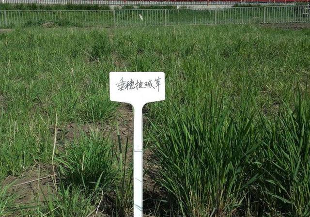 耐活堿草農(nóng)作物,要知道它的生物特性,種植起來很簡單 耐活堿草農(nóng)作物,要知道它的生物特性,種植起來很簡單