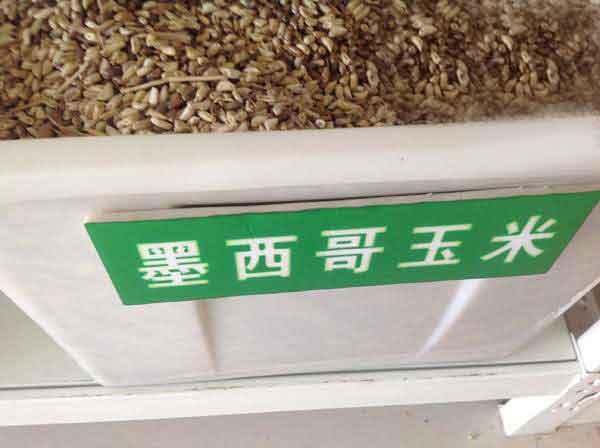 墨西哥玉米草種子種植技術(shù),掌握好才能順利養(yǎng)殖 墨西哥玉米草種子種植技術(shù),掌握好才能順利養(yǎng)殖