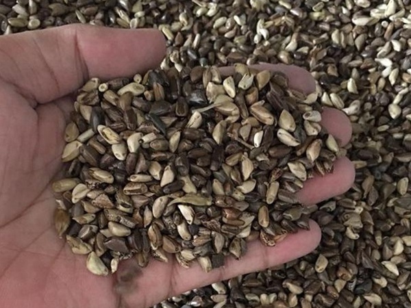 種植墨西哥玉米有這幾個要點,掌握好這幾個要點獲得高產量 種植墨西哥玉米有這幾個要點,掌握好這幾個要點獲得高產量