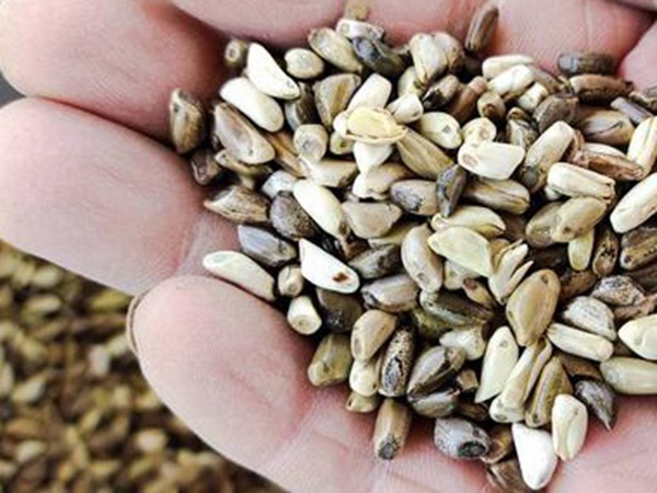 墨西哥玉米草出苗成活率是什么原因,怎么樣提高成活率? 墨西哥玉米草出苗成活率是什么原因,怎么樣提高成活率?