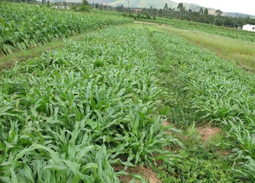 優(yōu)質(zhì)牧草墨西哥玉米草適合在哪里種植比較好 優(yōu)質(zhì)牧草墨西哥玉米草適合在哪里種植比較好