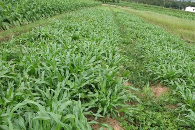墨西哥飼用玉米種植有何技術特點? 墨西哥飼用玉米種植有何技術特點?
