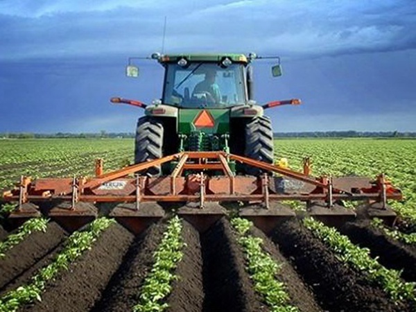 種植菊苣搞養(yǎng)殖技術(shù)是什么可以提高產(chǎn)量 種植菊苣搞養(yǎng)殖技術(shù)是什么可以提高產(chǎn)量