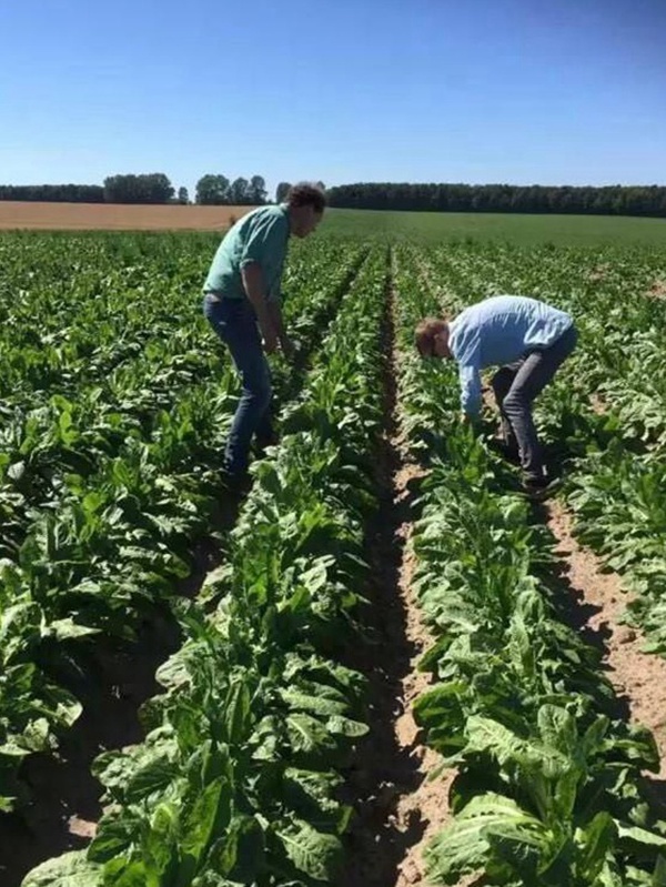 種植菊苣搞養(yǎng)殖技術(shù)是什么可以提高產(chǎn)量 種植菊苣搞養(yǎng)殖技術(shù)是什么可以提高產(chǎn)量