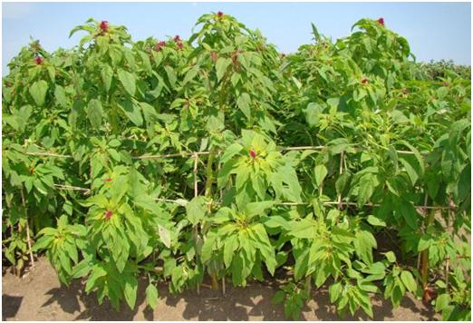 優(yōu)質牧草——籽粒莧栽培管理技術與播種方法 優(yōu)質牧草——籽粒莧栽培管理技術與播種方法