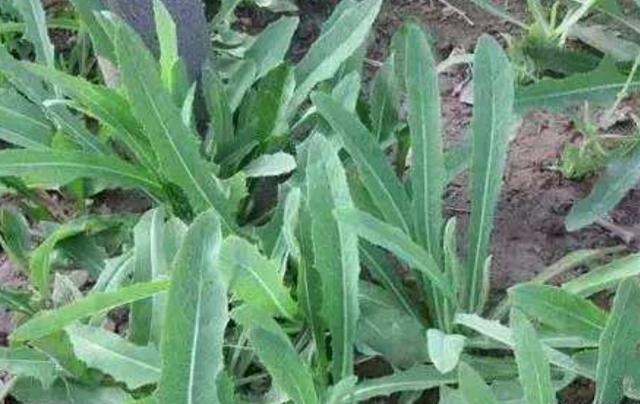 在田間小路看見的優質牧草-苦荬菜種植技術及品種價值 在田間小路看見的優質牧草-苦荬菜種植技術及品種價值