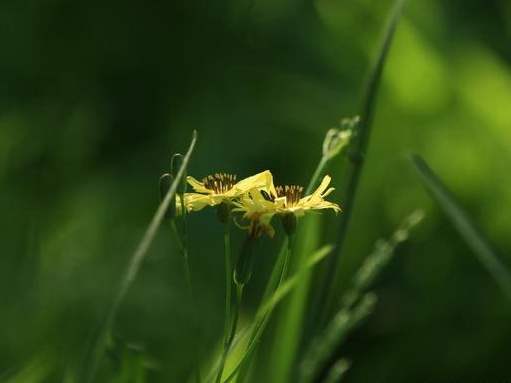 苦荬菜栽培技術(shù)與種植環(huán)境要求 苦荬菜栽培技術(shù)與種植環(huán)境要求