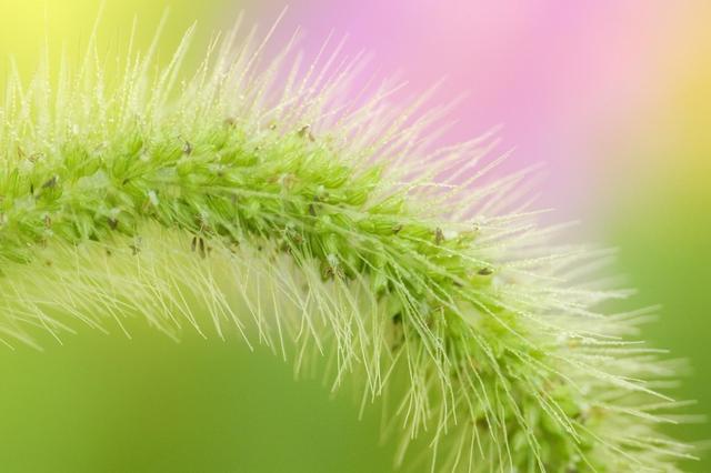 狼尾草的多種用途有哪些與種植方式 狼尾草的多種用途有哪些與種植方式