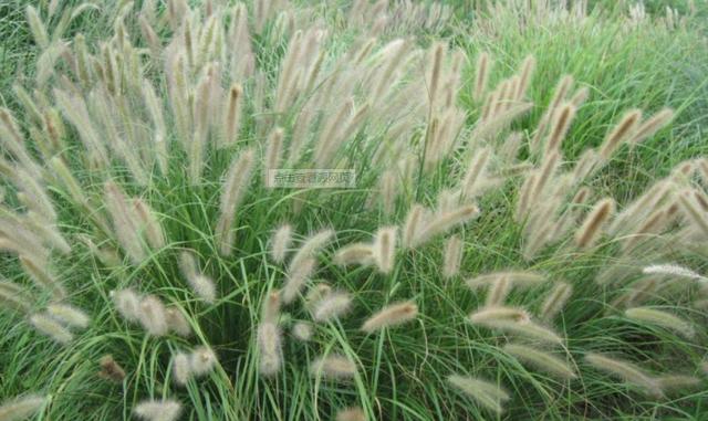 狗尾巴草用途居然還有這么多的 狗尾巴草用途居然還有這么多的