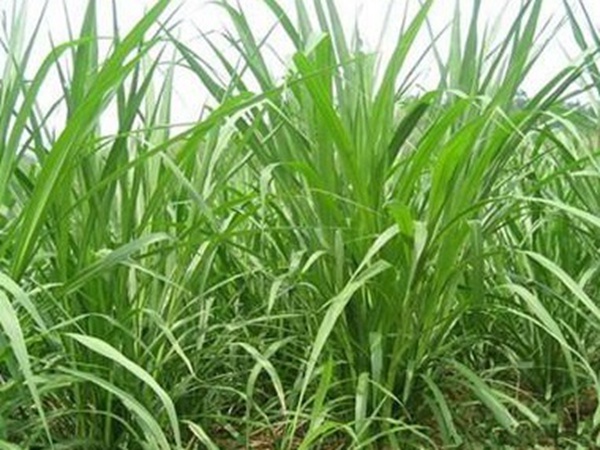 養殖用牧草種子播種量和播種技術是什么 養殖用牧草種子播種量和播種技術是什么