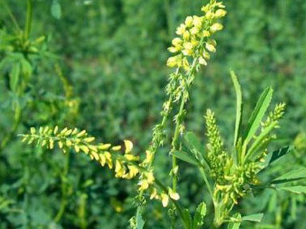 草木樨種子去哪里買比較好？育苗方法有哪些？