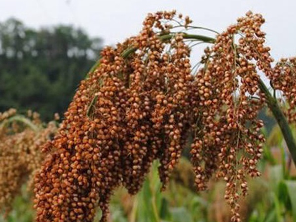 甜高粱簡單如何播種,播種方法是什么? 甜高粱簡單如何播種,播種方法是什么?