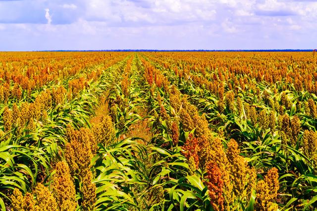 甜高粱怎么栽培?甜高粱科學(xué)栽培技術(shù)是什么! 甜高粱怎么栽培?甜高粱科學(xué)栽培技術(shù)是什么!