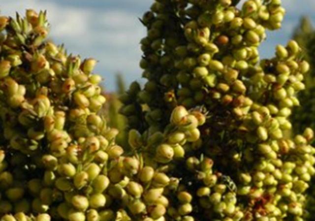 甜高梁種植技巧是什么,如何產量高 甜高梁種植技巧是什么,如何產量高