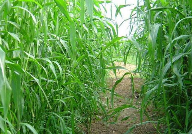甜高粱栽培，田間管理方法有哪些