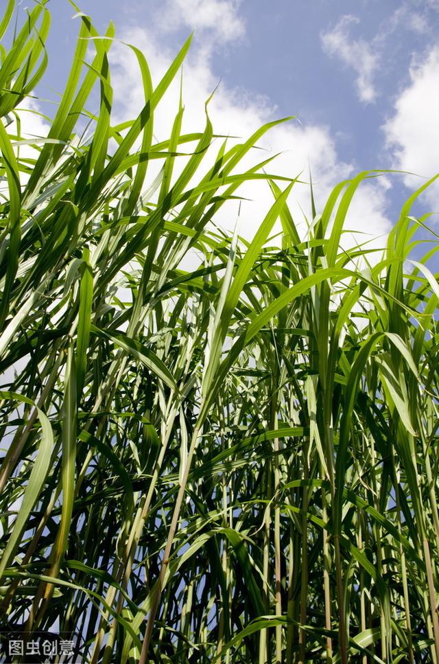 皇竹草該如何種植?多少度下會被凍死?應該注意什么? 皇竹草該如何種植?多少度下會被凍死?應該注意什么?