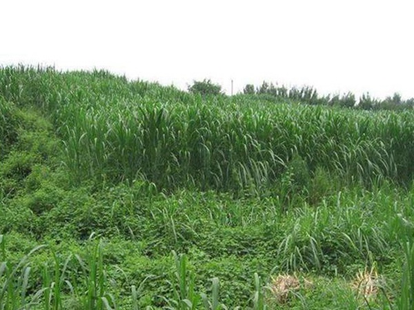 一畝地皇竹草能養(yǎng)幾只羊?可以養(yǎng)多少頭牛在南方地區(qū)？