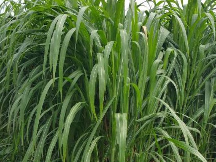 皇竹草可以養豬嗎？皇竹草牧草種子優點有哪些？