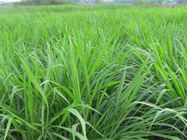 皇竹草養牛，種植皇竹草牧草一畝地可以養殖多少牛？