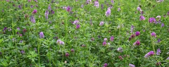 紫花苜蓿草如何種植,紫花苜蓿種植需要幾個步驟? 紫花苜蓿草如何種植,紫花苜蓿種植需要幾個步驟?