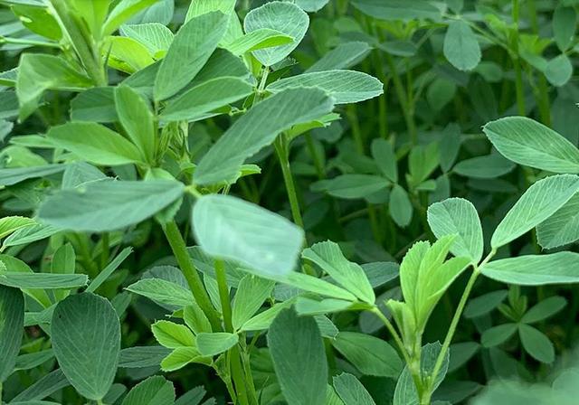 紫花苜蓿的高效栽培管理方法和加工技術 紫花苜蓿的高效栽培管理方法和加工技術
