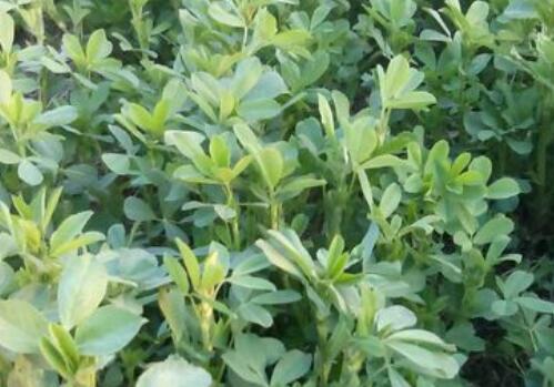 目前紫花苜蓿價格大概需要多少錢一噸?種植技術要點有哪些? 目前紫花苜蓿價格大概需要多少錢一噸?種植技術要點有哪些?