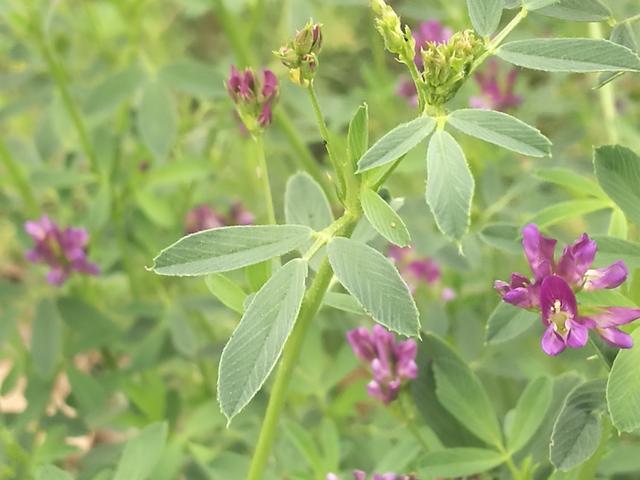溫帶優質牧草——紫花苜蓿 溫帶優質牧草——紫花苜蓿