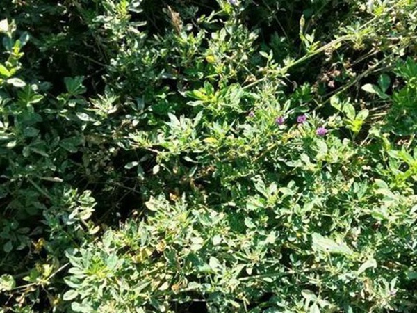 養羊牧草紫花苜蓿種植技術:怎么做可以高產量 養羊牧草紫花苜蓿種植技術:怎么做可以高產量