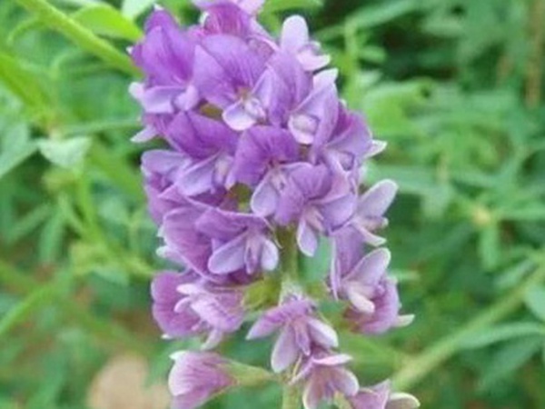 紫花苜蓿最佳種植時間是什么時候? 紫花苜蓿最佳種植時間是什么時候?