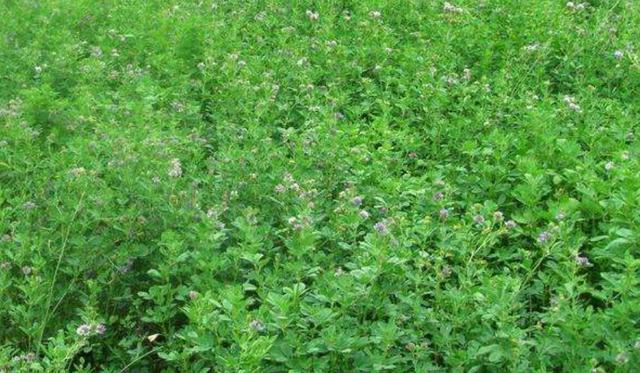 牧草之王—紫花苜蓿高產培育技術 牧草之王—紫花苜蓿高產培育技術