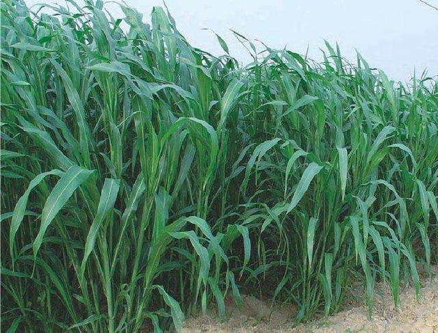 優質的牧草——蘇丹草，怎么種植可以高產