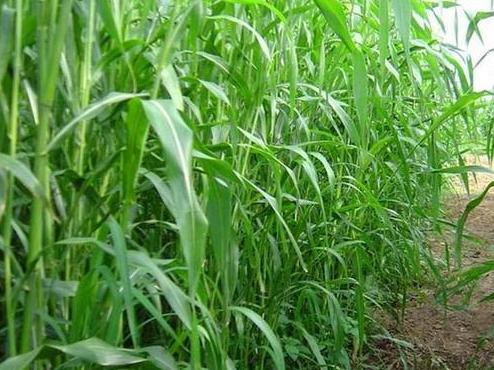 高粱與蘇丹草的結合,高丹草的優勢有哪些 高粱與蘇丹草的結合,高丹草的優勢有哪些