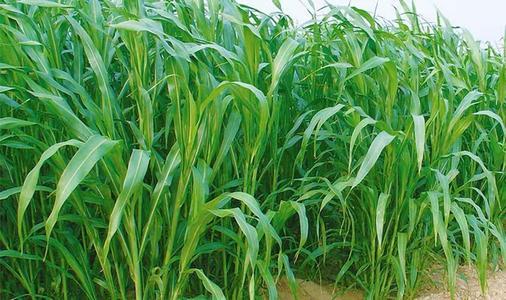 蘇丹草要如何種植,種植蘇丹草方法是什么 蘇丹草要如何種植,種植蘇丹草方法是什么