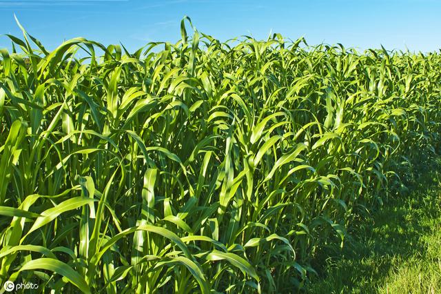 牛羊愛吃的蘇丹草,獲得高產量牧草需要這樣種植 牛羊愛吃的蘇丹草,獲得高產量牧草需要這樣種植