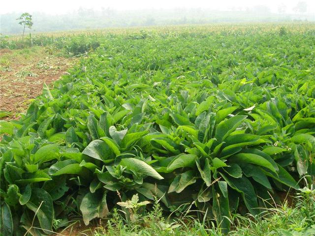 魯梅克斯的前景應用,主要特點是什么? 魯梅克斯的前景應用,主要特點是什么?