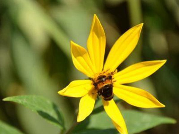 串葉松香飼用價值及方法以及播種技術(shù)
