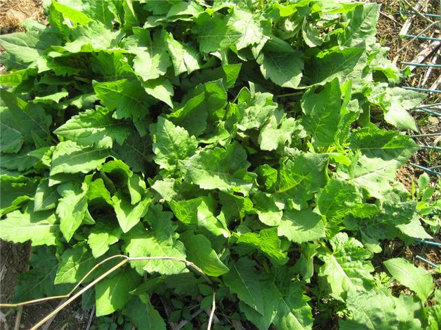 串葉松香草主要價值以及栽培技術(shù)介紹 串葉松香草主要價值以及栽培技術(shù)介紹