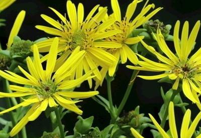 優質高產牧草——串葉松香草的種植方法 優質高產牧草——串葉松香草的種植方法